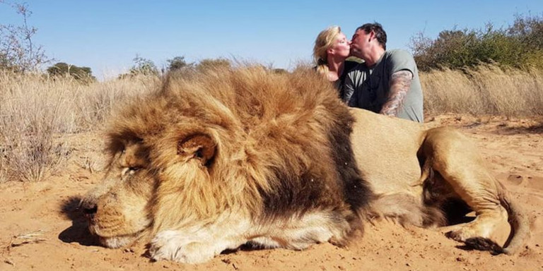 Αδιανόητο: Σκότωσαν λιοντάρι και μετά αντάλλαξαν φιλιά επάνω στο πτώμα του