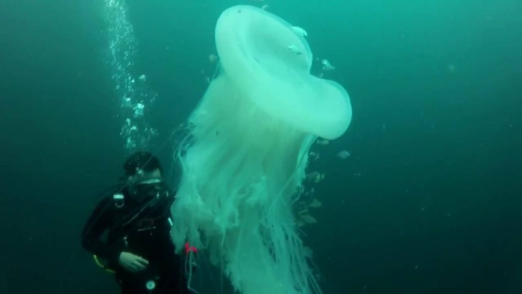 Δείτε σε βίντεο μια τρομακτική τεράστια μέδουσα 1,5 μέτρο μήκος (βίντεο)