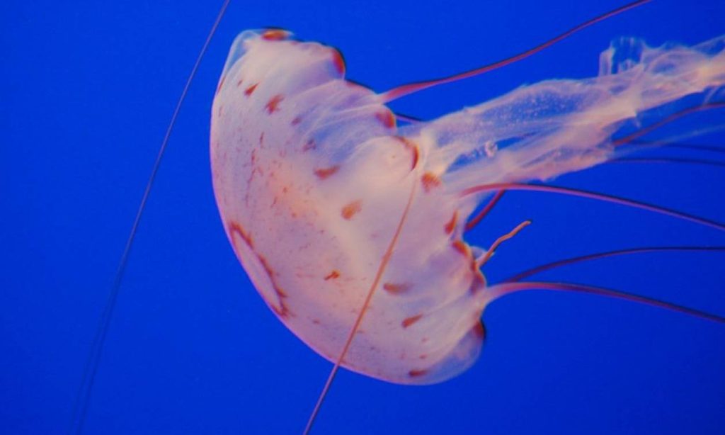 Δείτε τη στιγμή που γιγαντιαία τσούχτρα «εξαφανίζει» γυναίκα που κολυμπάει δίπλα της (βίντεο)