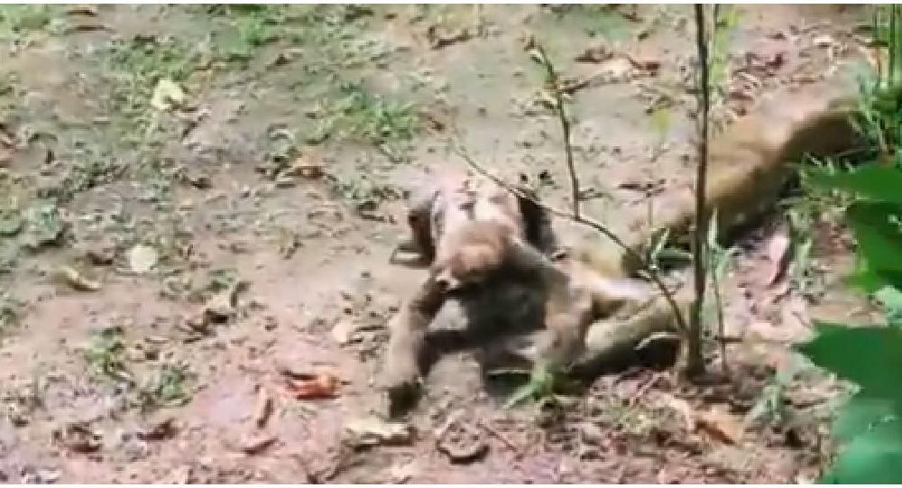 Ατρόμητος βραδύπους σκαρφαλώνει σε τεράστιο ανακόντα (βίντεο)