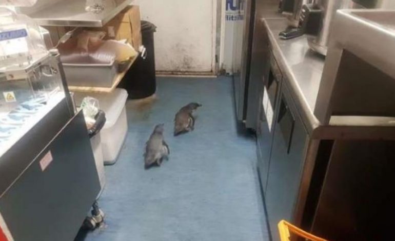 Πανέμορφοι πιγκουΐνοι «τρύπωσαν» σε εστιατόριο σούσι στη Νέα Ζηλανδία!