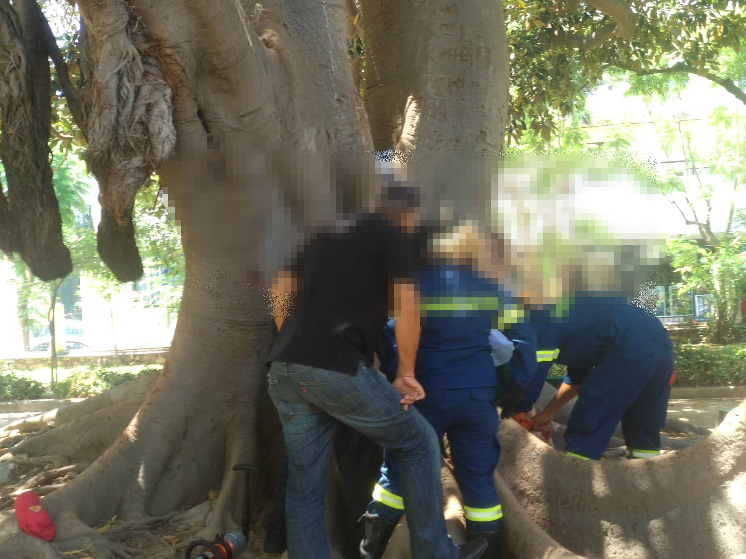 Απίστευτο το πως συνέβη: Αγοράκι σφήνωσε σε δέντρο – Επιχείρηση της πυροσβεστικής