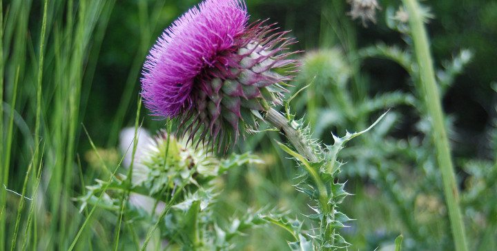 Γιατί το γαϊδουράγκαθο είναι σωτήριο για το συκώτι;