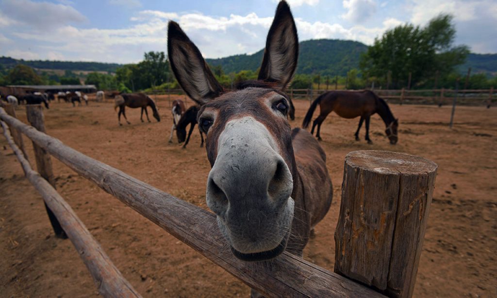 Όσα δεν ξέρετε για τη νέα υπερτροφή – Το Γάλα Γαϊδούρας