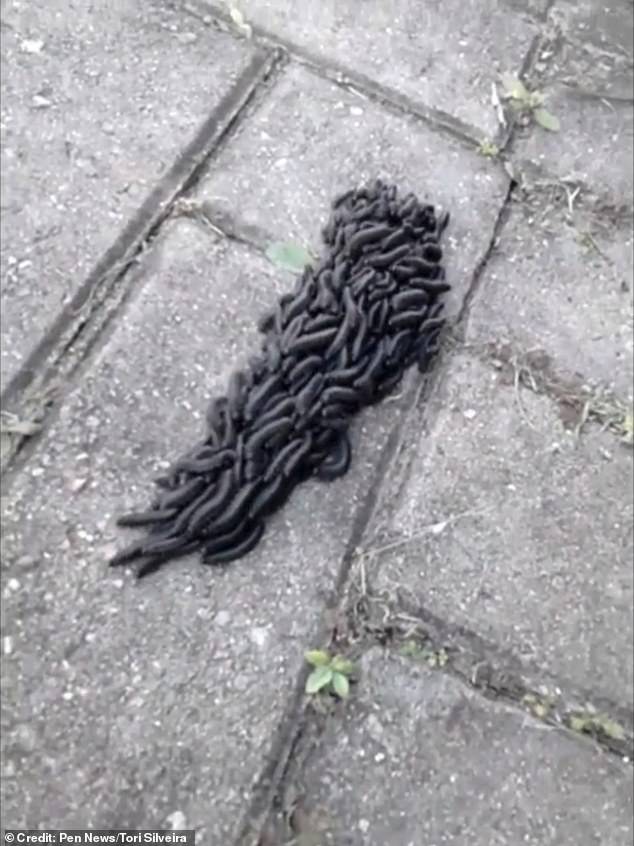 Γύρισε σπίτι του και είδε αυτό στο πάτωμα – Δεν κατάλαβε τι είναι (βίντεο)