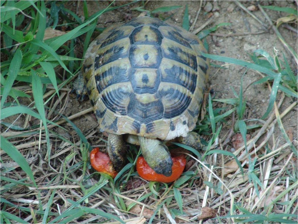 Θεσπρωτία: Ασυνείδητοι πέταξαν ζωντανές χελώνες σε κάδο σκουπιδιών (φωτο)