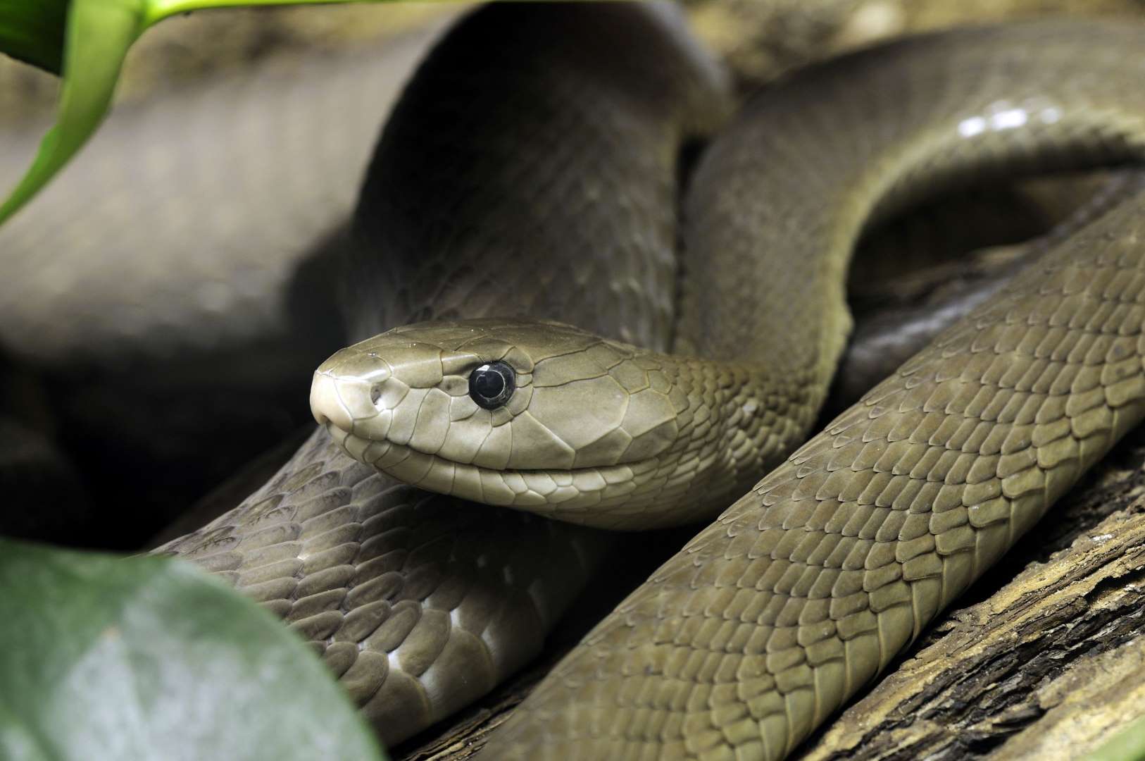 Προσοχή! – Αυτά είναι τα δηλητηριώδη φίδια της χώρας μας – Οι πρώτες βοήθειες αν σας δαγκώσουν