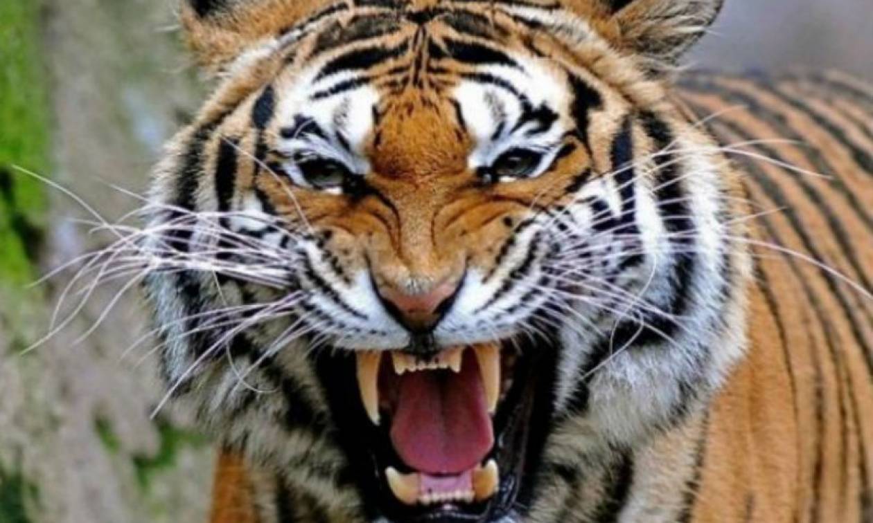 «Χαμός» στη Ρωσία με τίγρη που ξέφυγε από το αφεντικό του και άρχισε να τρέχει στον δρόμο (βίντεο)