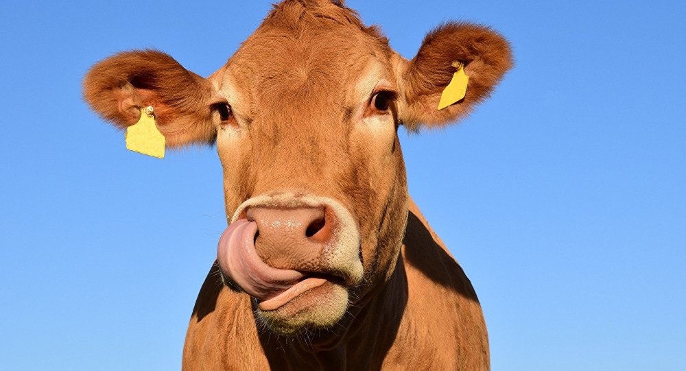 Πιάστηκε να κακοποιεί μια δεμένη αγελάδα και τον έβαλαν να παρακαλέσει το ζώο για συγχώρεση