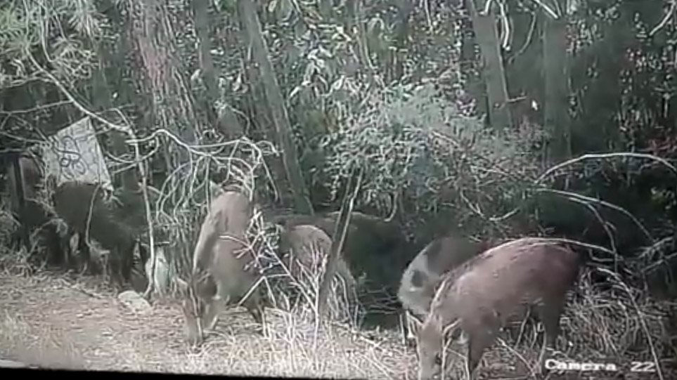Αυτά τα αγριογούρουνα είναι μόνιμοι κάτοικοι… Εκάλης (βίντεο)