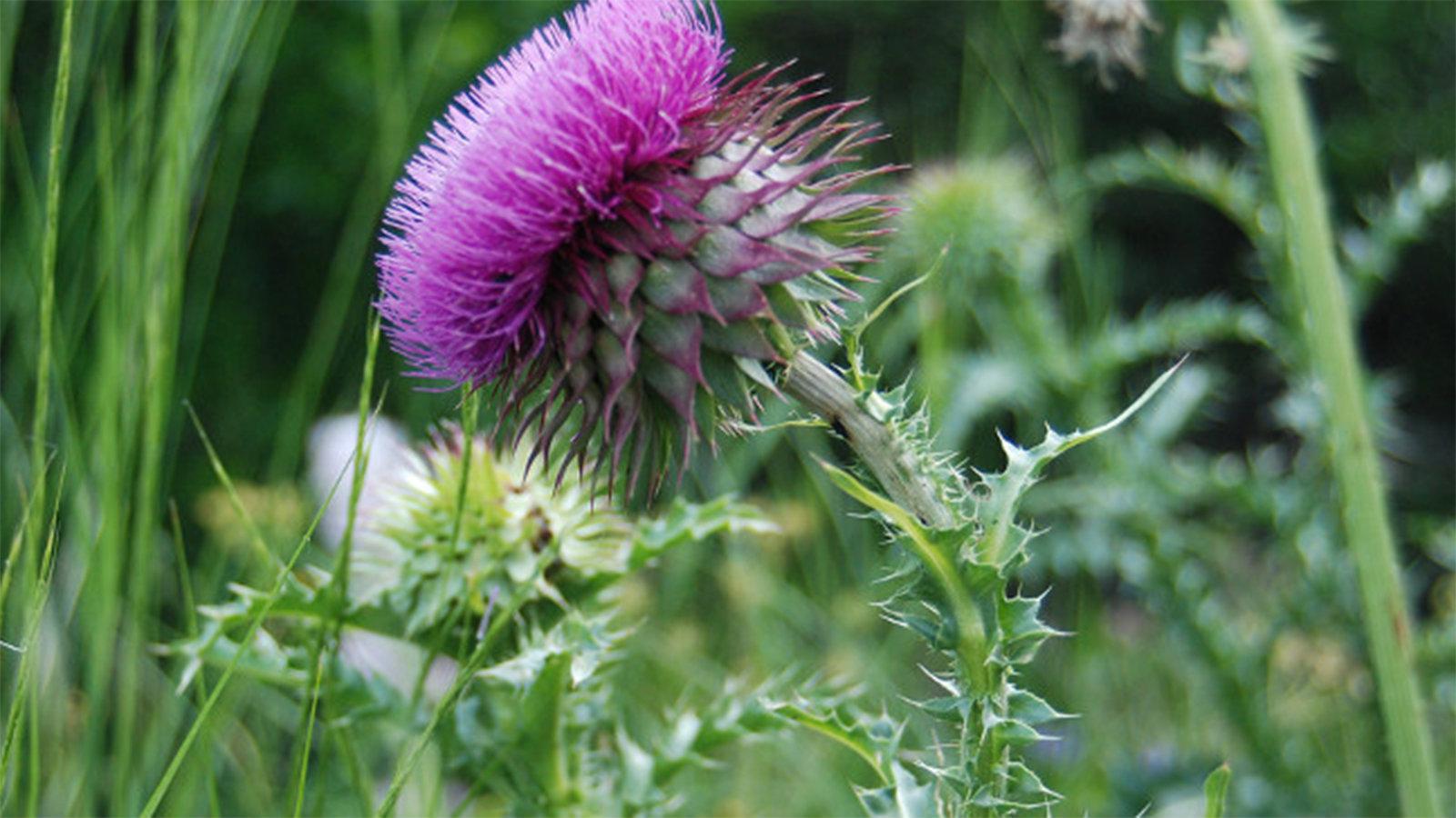 Γαϊδουράγκαθο: Το μυστικό που «κρύβει» για την υγεία μας