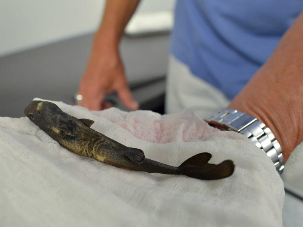 Μικροσκοπικός καρχαρίας βρέθηκε στον κόλπο του Μεξικού –  Λάμπει στο σκοτάδι (βίντεο)