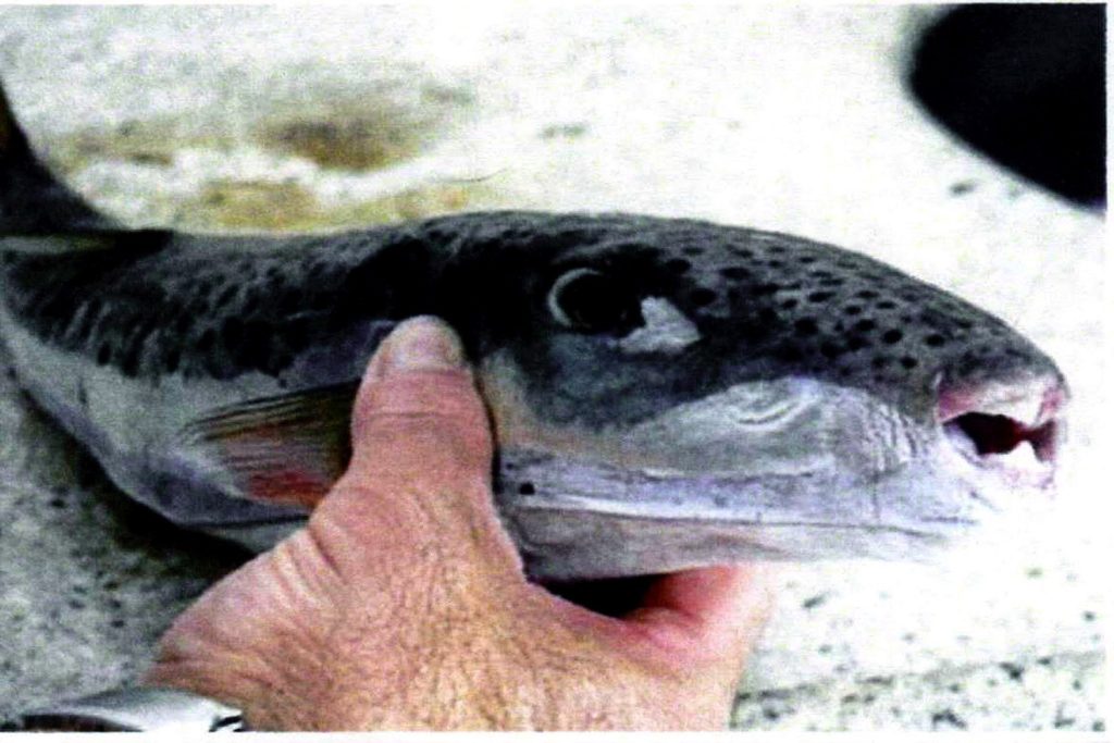 Ο λαγοκέφαλος στις ελληνικές θάλασσες – Πόσο επικίνδυνος είναι ο τροπικός εισβολέας (φωτο)