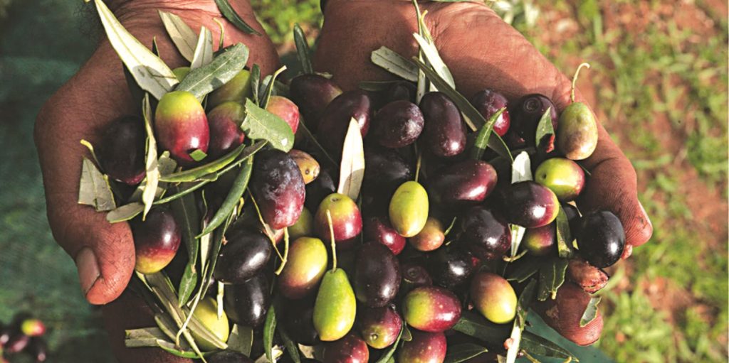 Σε τι διαφέρουν διατροφικά οι πράσινες και οι μαύρες ελιές;