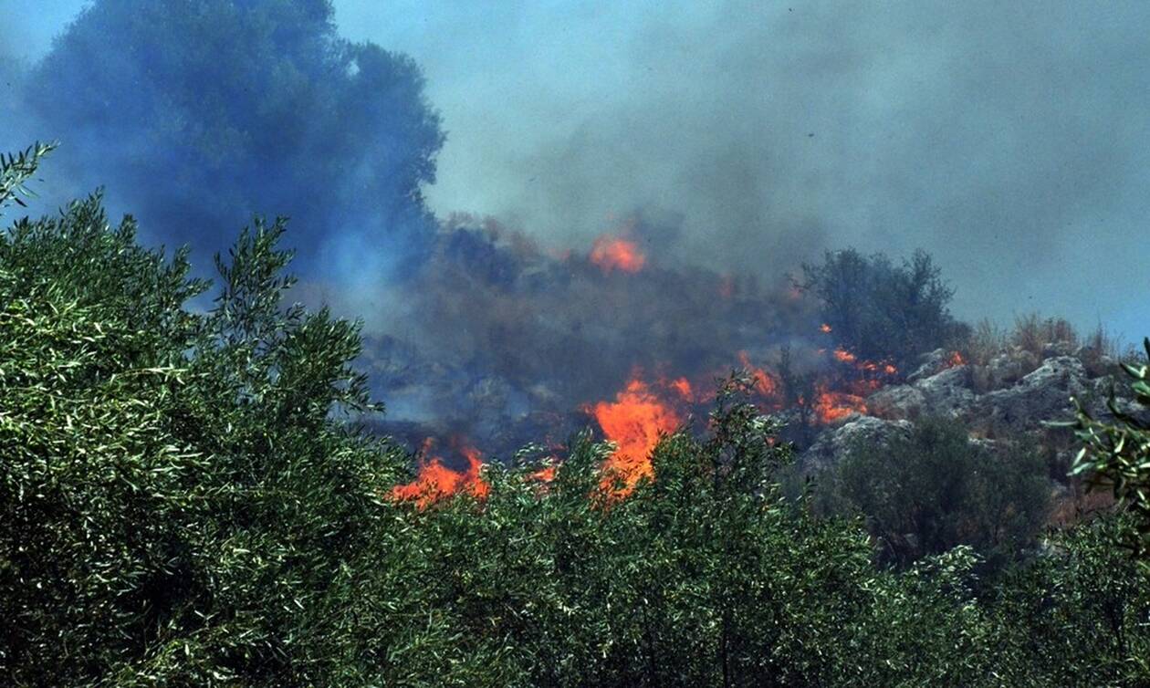 Πυρκαγιά σε δάσος στο Μαρτίνο Φθιώτιδας