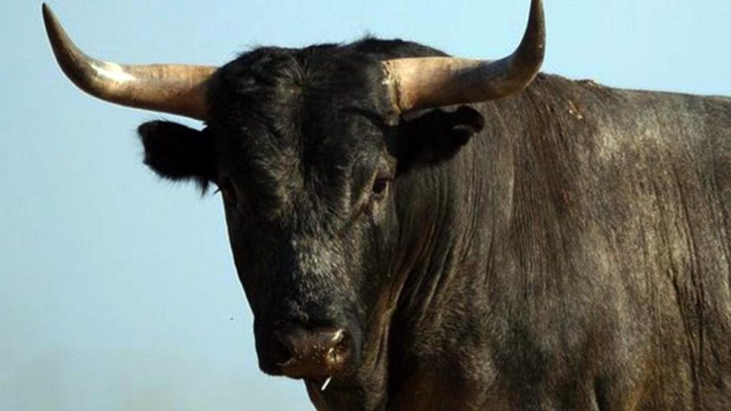 Αναστάτωση στη Λαμία: Ταύρος βγήκε στους δρόμους της πόλης (φωτο)