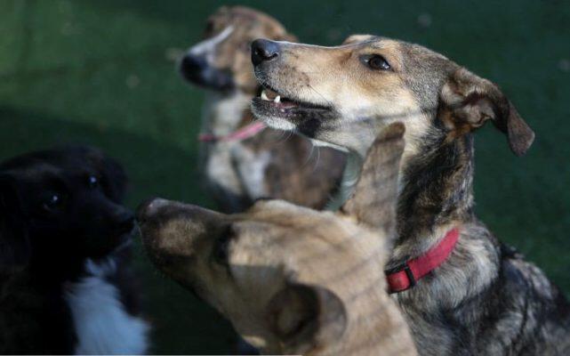Μπορούν πράγματι τα σκυλιά να μυρίσουν το φόβο;