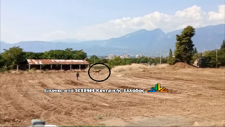 Λαμία όπως λέμε… Παμπλόνα: Βίντεο και φωτό από τον ταύρο που έκανε βόλτες στην πόλη…