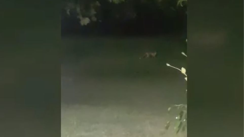 Θεσσαλονίκη: Αλεπού έκανε «επίσκεψη» σε σπίτι στο Ωραιόκαστρο