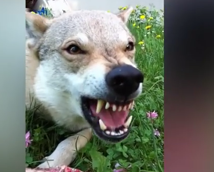 Οι 10 πιο επικίνδυνοι σκύλοι στο κόσμο (βίντεο)
