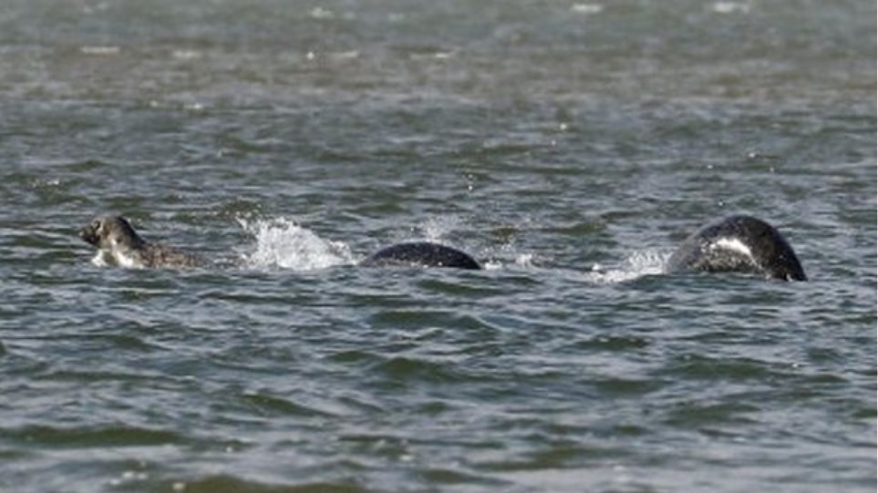 Πέντε τρομακτικές θεάσεις που θα μπορούσαν να αποδείξουν ότι δεινόσαυροι εξακολουθούν να υπάρχουν (βίντεο)