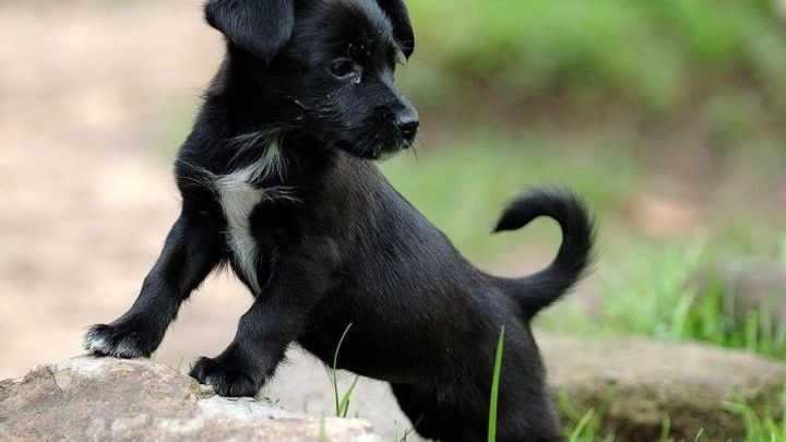 Αναρωτιέστε γιατί τα σκυλιά γυρίζουν το κεφάλι τους στο πλάι όταν τους μιλάμε; – Να γιατί