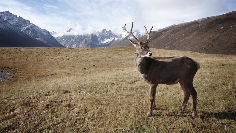 Αρκτική: 200 τάρανδοι βρέθηκαν νεκροί από την πείνα
