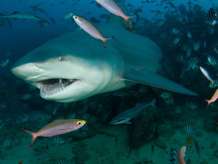 Ποιος λευκός καρχαρίας; Αυτόν τον καρχαρία να φοβάστε…