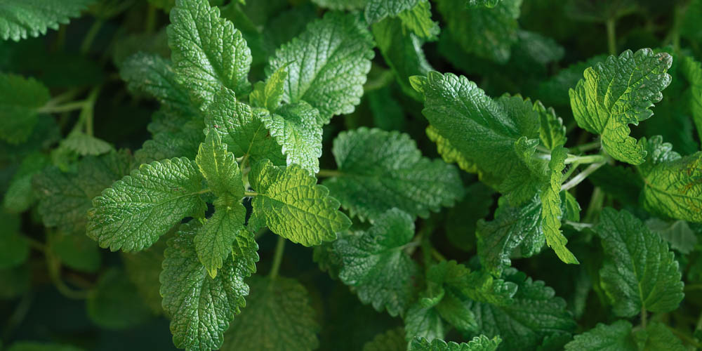 Το φυσικό αγχολυτικό που καταπολεμά το στρες και την αϋπνία