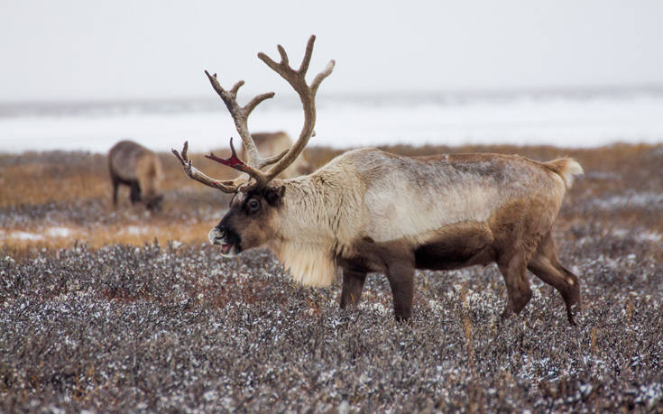 Τάρανδοι βρέθηκαν στο χωριό του Άγιου Βασίλη για να κάνουν το μπάνιο τους (φωτο)