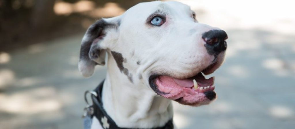 «Ψυχώ» στο Μοσχάτο: Ψυχοπαθής άρπαζε και σφάγιαζε αδέσποτα ζώα στο υπόγειο του σπιτιού του (βίντεο-φωτο)