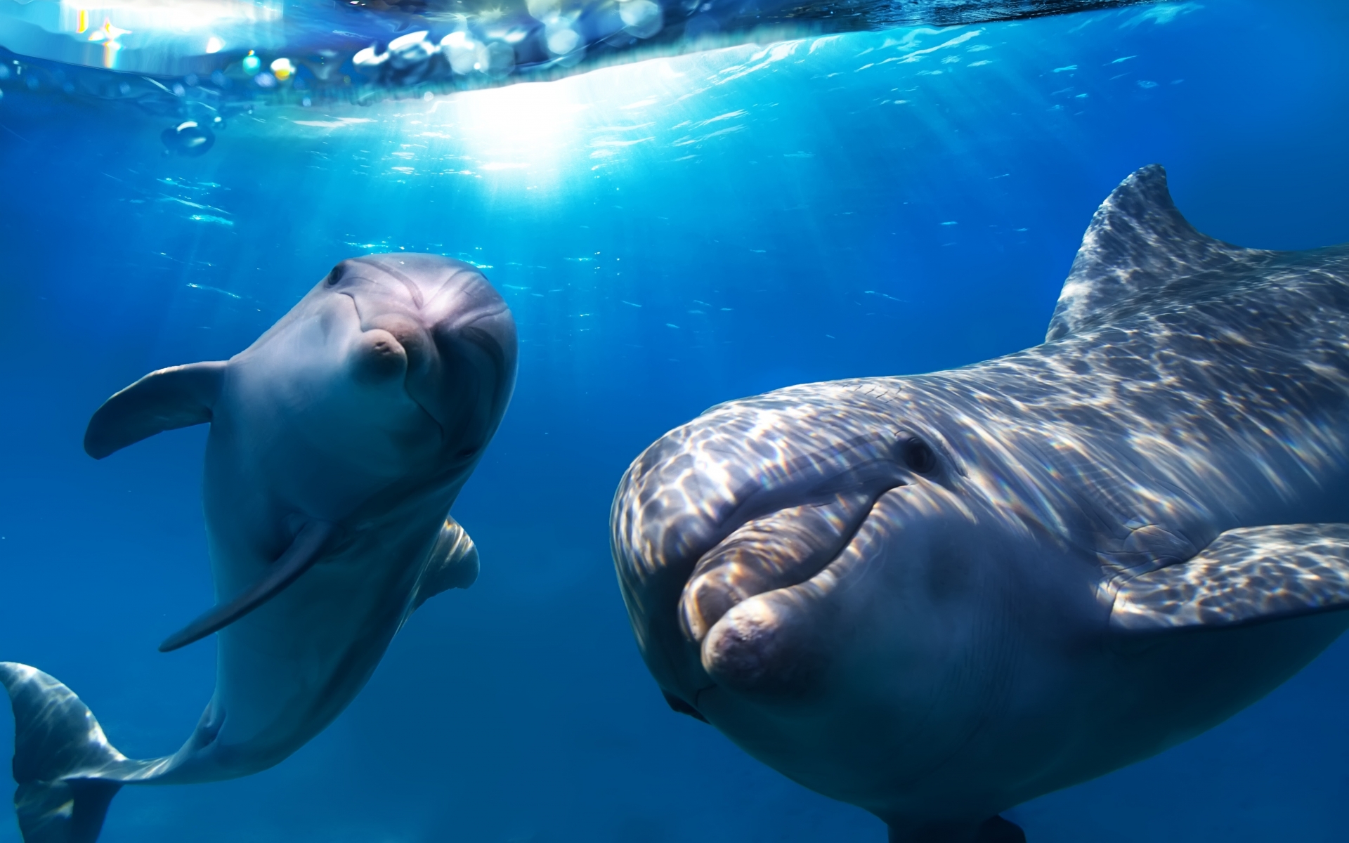 Πανέμορφες εικόνες με δελφίνια που κολυμπούν στα νερά του Αιγαίου – Μεταξύ Μήλου και Σίφνου (βίντεο)