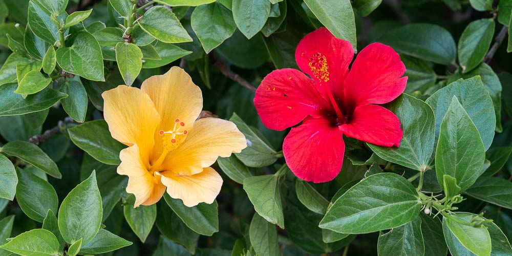 Ιβίσκος: Πως βοηθά στα προβλήματα υγείας