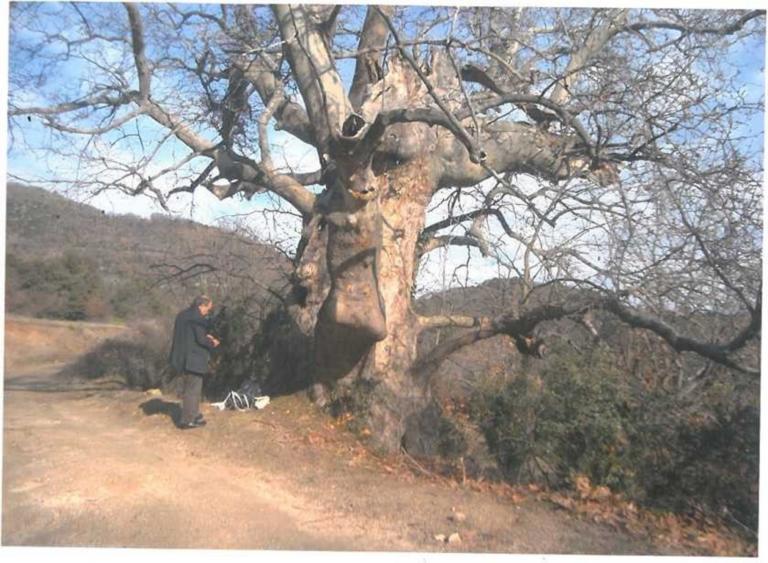 Ελασσόνα: Ένας πλάτανος 850 ετών ανήκει στην κατηγορία των μνημειακών δέντρων