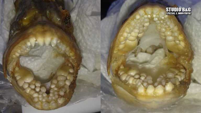 Αργολίδα: Ψάρι με ανθρώπινα δόντια – Μπροστά σε απίστευτο θέαμα ο ψαράς (φωτο)