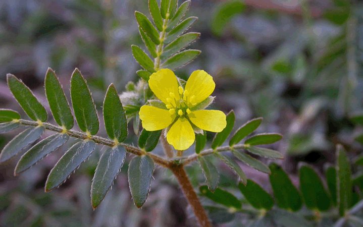 Αυτό είναι το βότανο της τεστοστερόνης που βοηθά και τον προστάτη