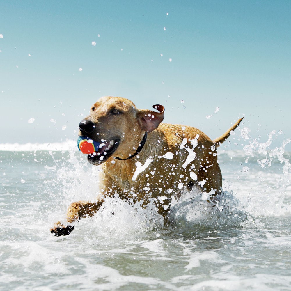 Να, τι πρέπει να κάνετε αν ο σκύλος σας φοβάται την θάλασσα