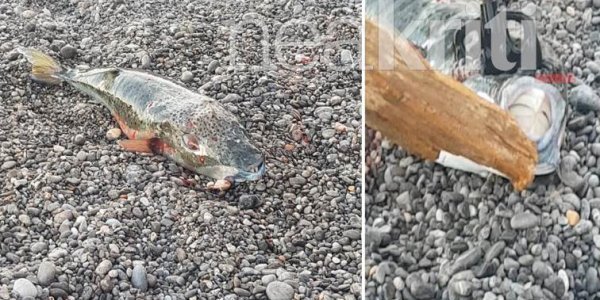 Λαγοκέφαλος επιτέθηκε σε 16χρονο σε παραλία της Σητείας