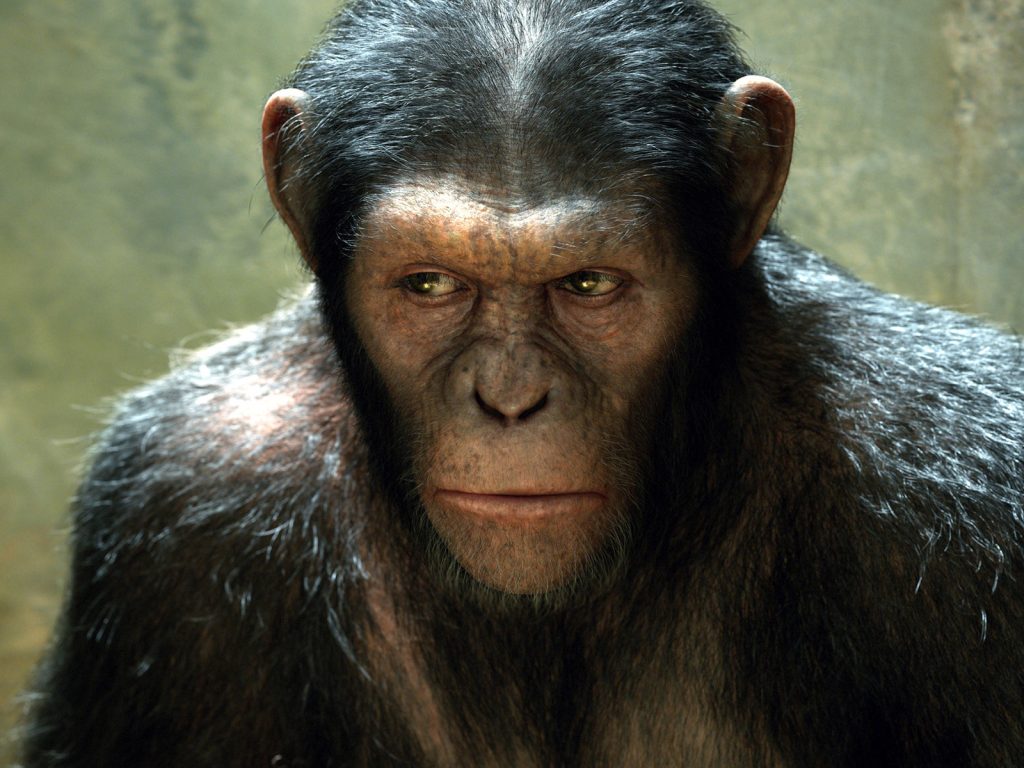 Σοκαριστικό πείραμα στην Κίνα: Επιστήμονες δημιούργησαν το πρώτο υβρίδιο ανθρώπου με πίθηκο