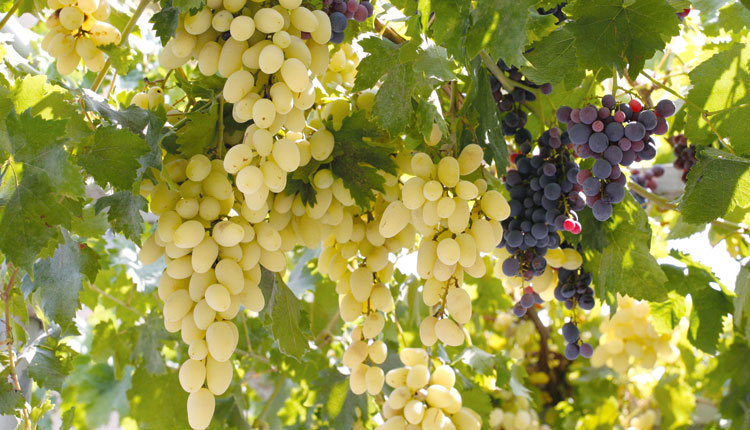 To μεσογειακό φρούτο που προστατεύει από διαβήτη και στεφανιαία νόσο