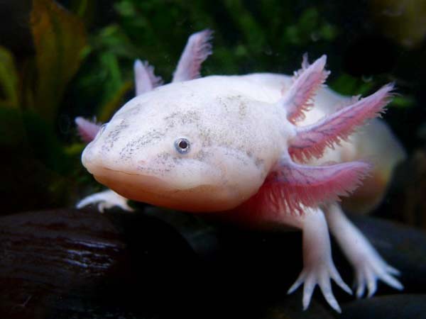 Axolotls: Το «χαμογελαστό» ψάρι με… χέρια (φωτο)