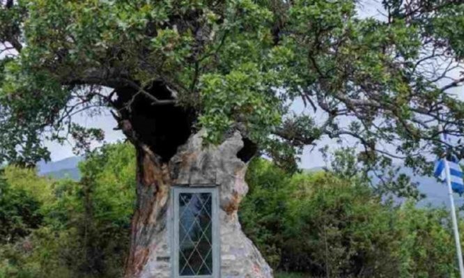 Απίστευτo! Εκκλησάκι του Αγίου Παΐσιου χτισμένο σε δέντρο 300 ετών