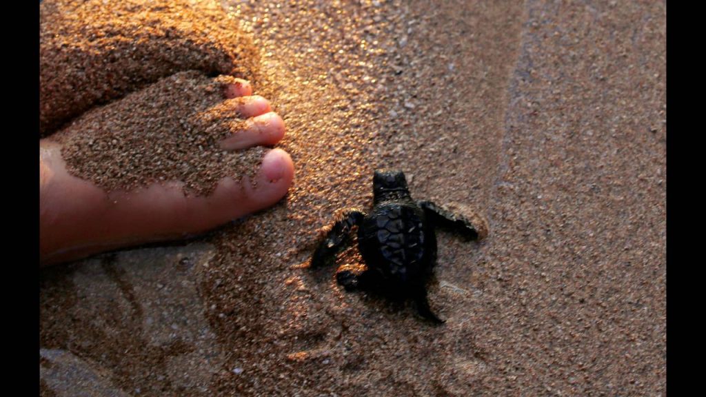 Χελωνάκια έχασαν το δρόμο προς τη θάλασσα και βρέθηκαν στο πεζοδρόμιο του Μάλεμε