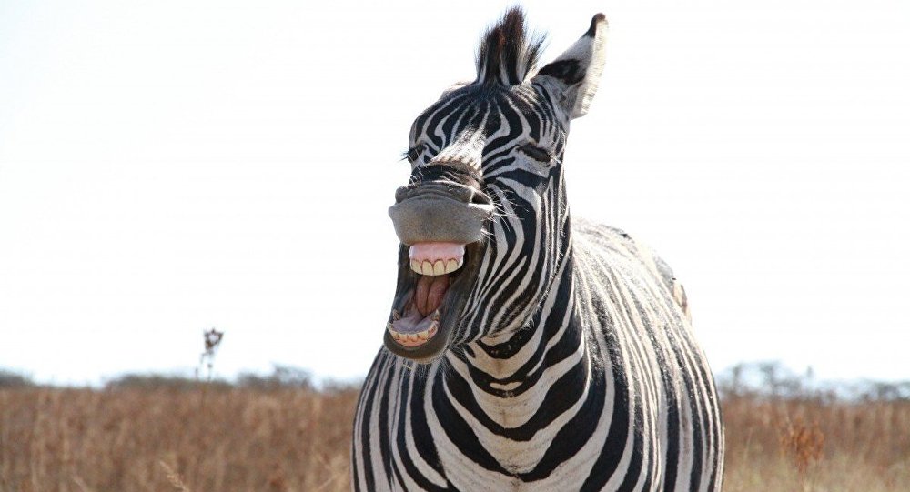 Μια Ζέβρα με δυο κεφάλια – Ή όχι; Εσείς τι λέτε;