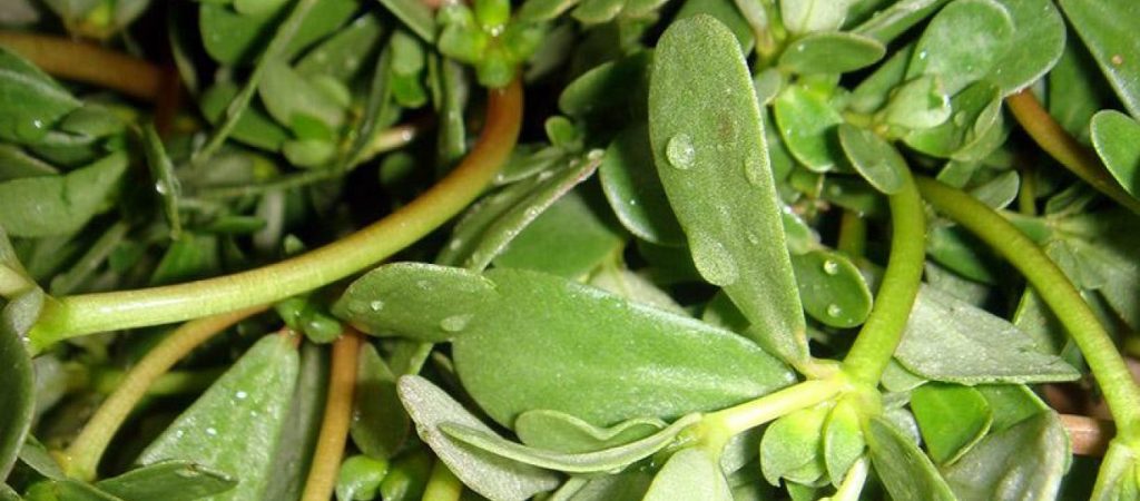 Πασίγνωστο φυτό μπορεί να προκαλέσει τοξική δηλητηρίαση – Τι πρέπει να ξέρετε