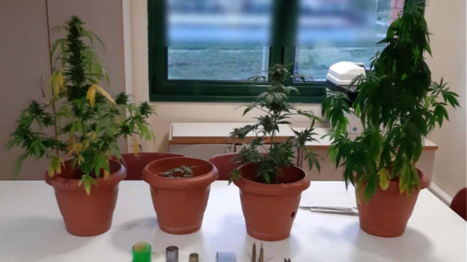 Κοζάνη: Μια μίνι χασισοφυτεία διατηρούσαν 6 νεαροί – Συνελήφθησαν πάντως για άλλη αιτία