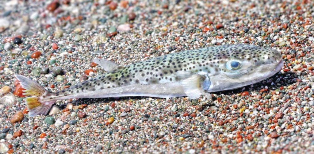 Προβλήματα σε παραλίες της χώρας προκαλούν οι λαγοκέφαλοι  – Προσοχή! Αν το δείτε μην το πιάσετε