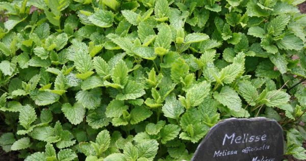 Αυτό είναι το φυσικό αγχολυτικό που βοηθά στο στρες