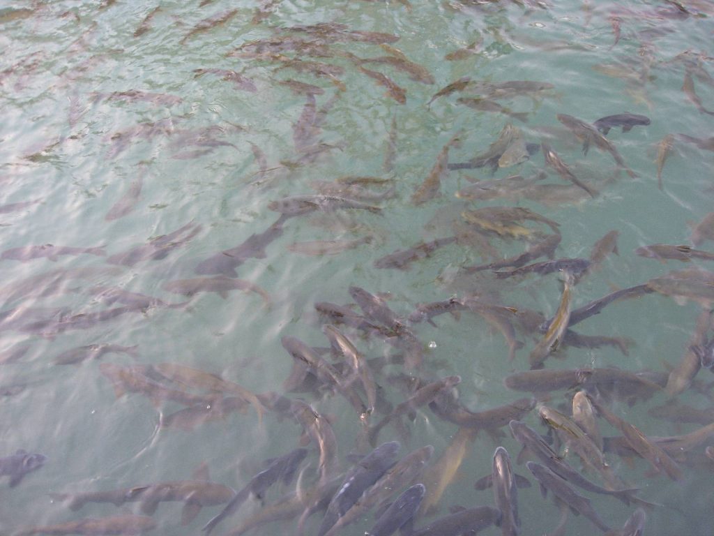 Το γνωρίζατε; – Γιατί στο Κεντάκι «χτυπούν» με ρεύμα κοπάδια κυπρίνων (βίντεο)