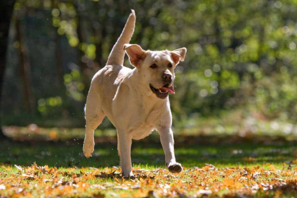 Aυτός ο σκύλος άλλαξε ιδιοκτήτη και σώθηκε από βέβαιο θάνατο (βίντεο)